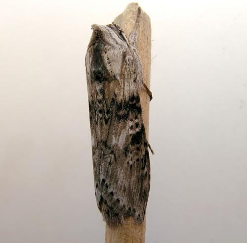 Réf. 2 930 : Cucullia absinthii