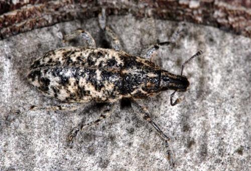 Cyphocleonus dealbatus