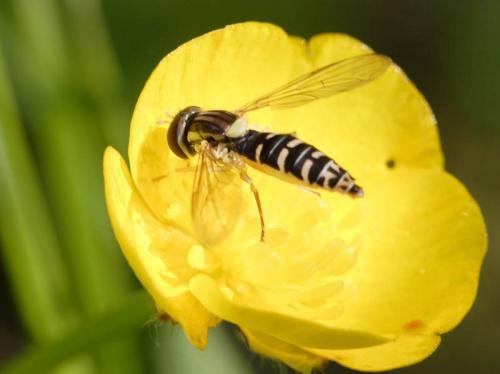 Sphaerophoria sp.