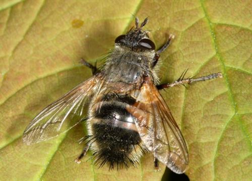 Réf. 2 504 : Tachina lurida