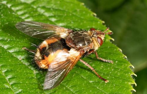 Réf. 2 503 : Tachina fera