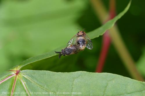 Diprioninae