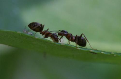 Lasius emarginatus