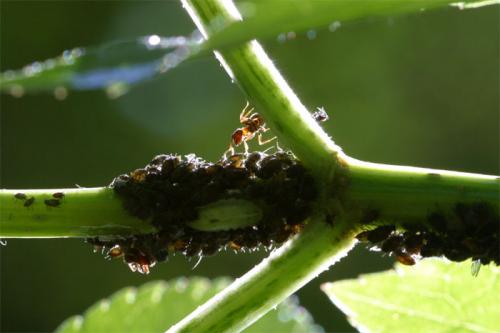 Réf. 2 328 : Aphis sambuci