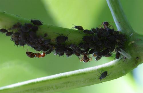 Réf. 2 329 : Aphis sambuci