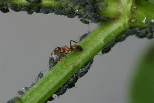 Lasius emarginatus