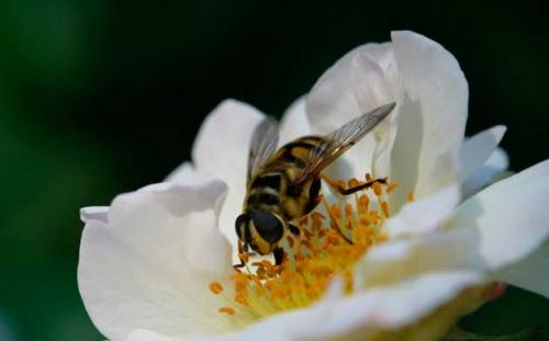 Myathropa florea