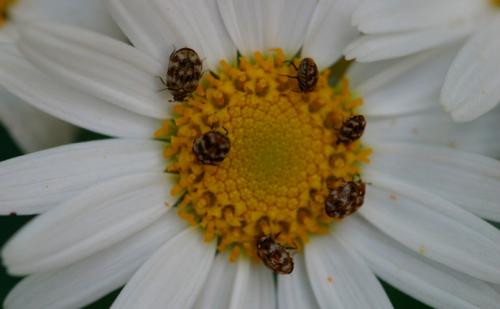 Anthrenus verbasci