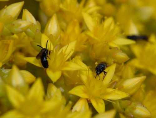 Hylaeus sp.