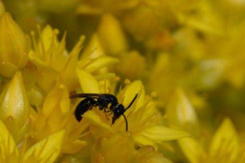 Réf. 2 392 : Hylaeus sp.