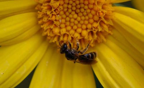 Lasioglossum sp.