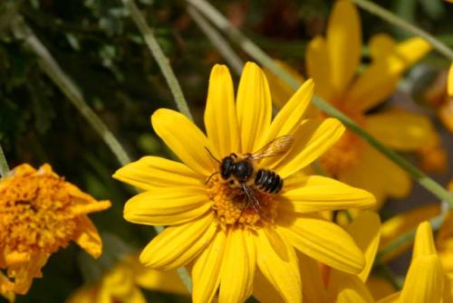 Megachile sp.