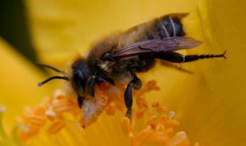 Réf. 2 589 : Megachile willughbiella