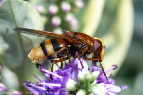 Réf. 2 614 : Volucella zonaria