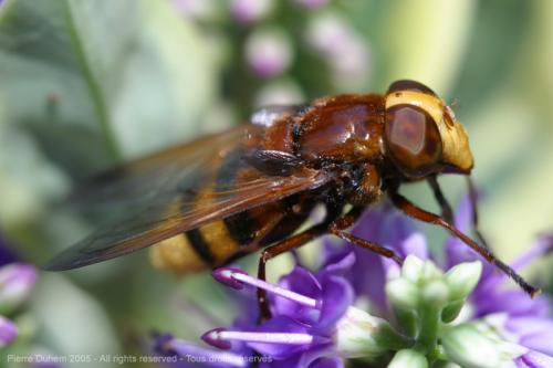 Volucella zonaria