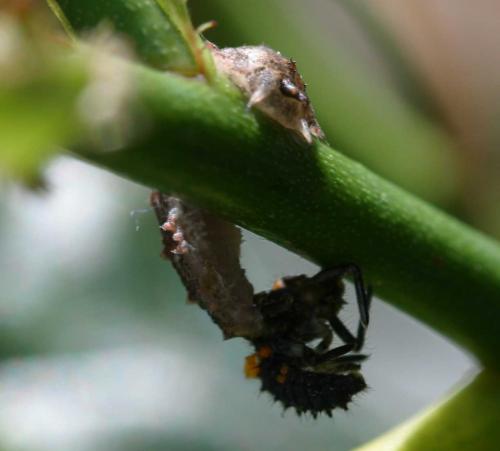 Réf. 2 675 : Dasysyrphus sp.