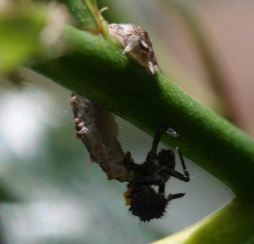 Réf. 2 677 : Dasysyrphus sp.