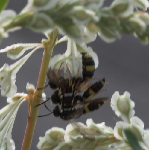 Réf. 2 981 : Cerceris rybyensis