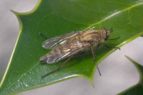 Thereva nobilitata