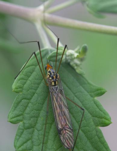 Nephrotoma flavipalpis