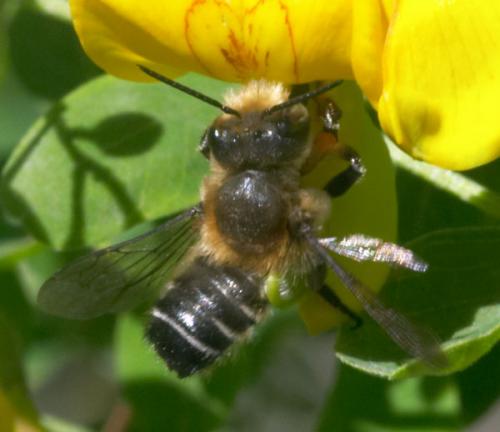 Réf. 2 864 : Megachile sp.