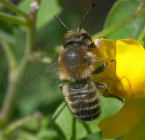 Megachile sp.