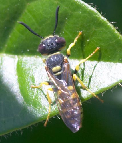 Philanthus triangulum