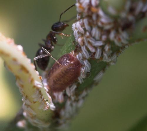 Unaspis euonymi