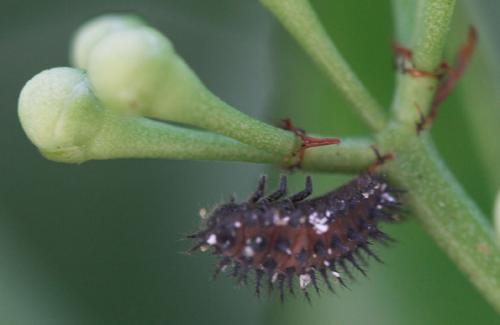 Réf. 2 939 : Chilocorus sp.