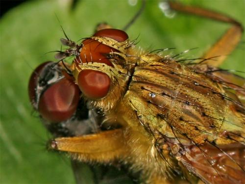 Scathophaga stercoraria
