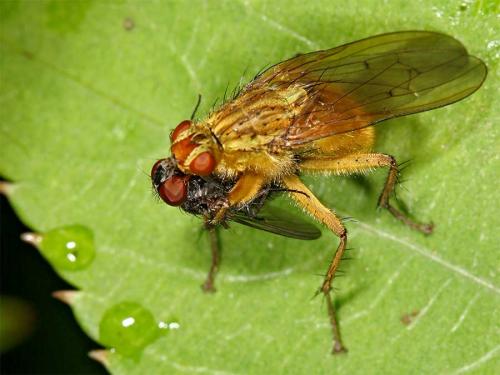 Scathophaga stercoraria