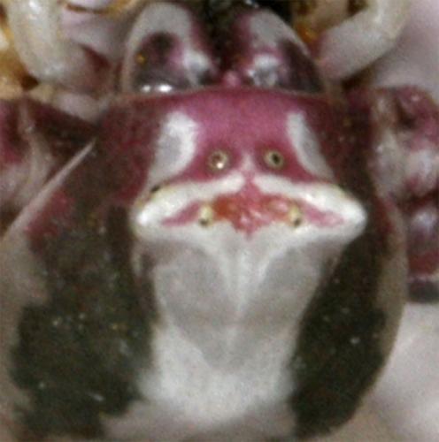 Thomisus onustus