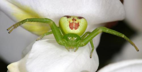 Ebrechtella tricuspidata