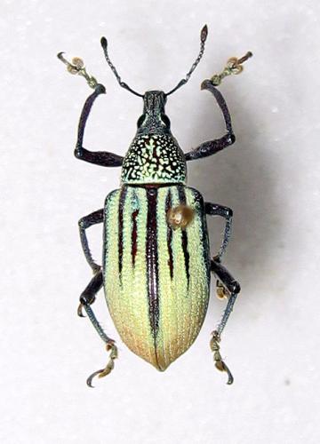 Réf. 2 698 : Diaprepes abbreviatus