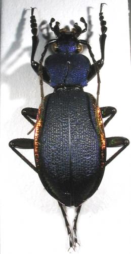 Carabus caustomarginatus