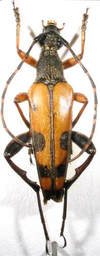 Rutpela maculata