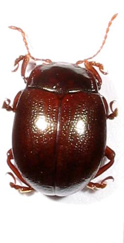 Réf. 2 089 : Chrysolina staphylaea