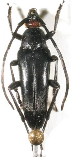 Pedostrangalia verticalis