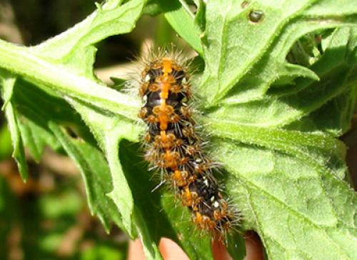 Euplagia quadripunctaria