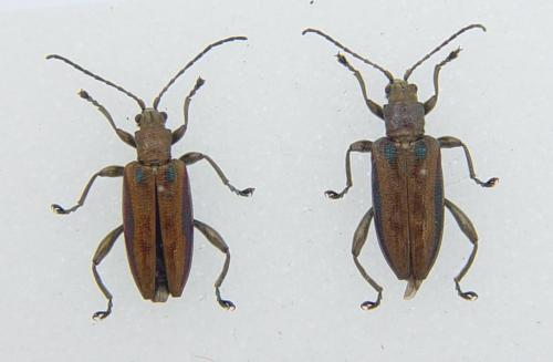 Réf. 2 880 : Donacia marginata