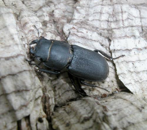 Réf. 2 240 : Dorcus parallelipipedus