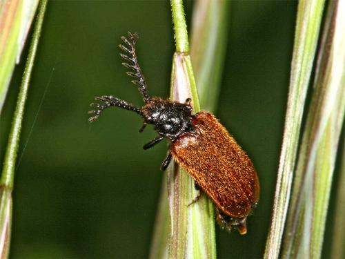 Drilus flavescens