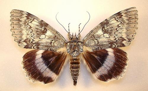 Réf. 2 058 : Catocala fraxini