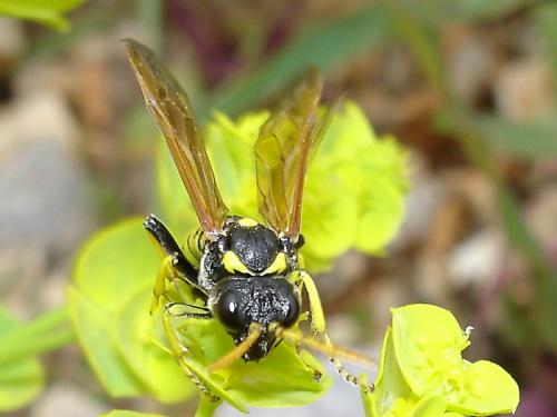 Tenthredo sp.