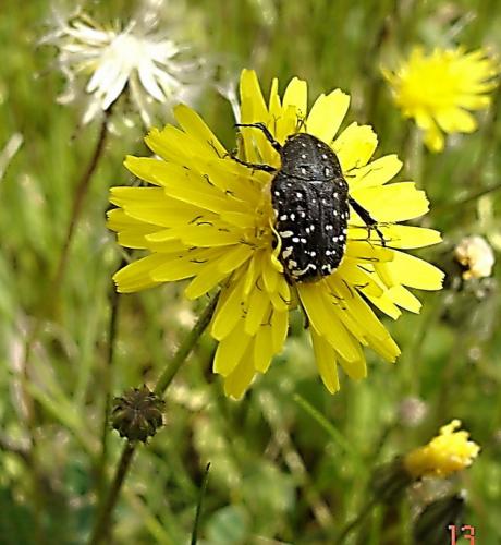 Oxythyrea funesta