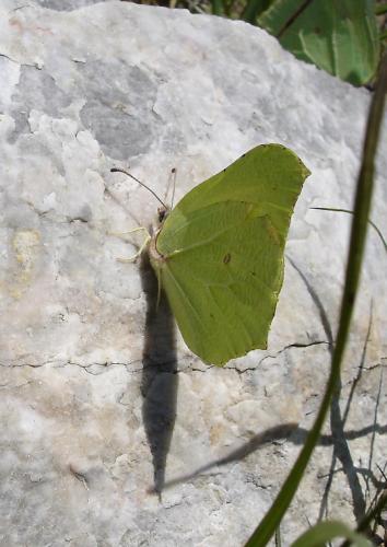 Réf. 2 275 : Gonepteryx cleopatra