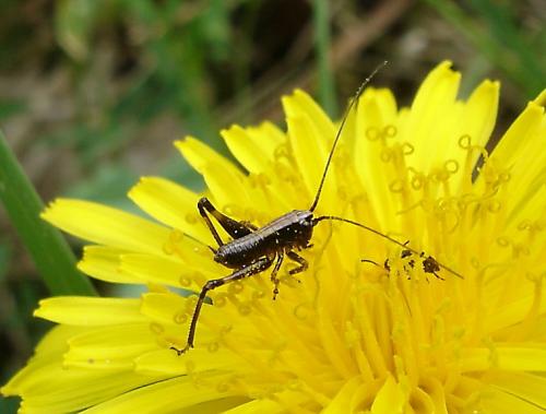 Réf. 2 004 : Tettigoniinae inconnu