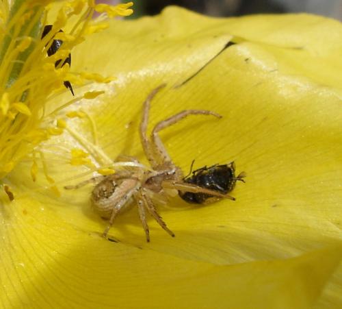Xysticus sp.