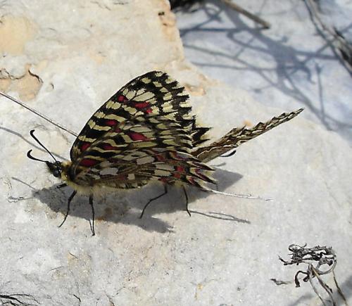Zerynthia rumina