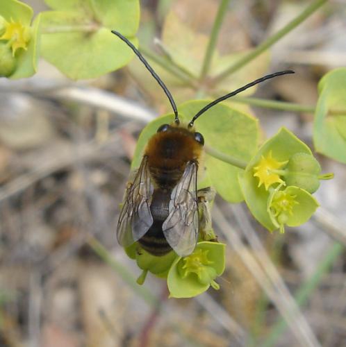 Réf. 2 260 : Eucera sp.